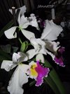 Cattleya Harold 'alba'